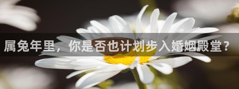 壹号娱乐登录注册：属兔年里，你是否也计划步入婚姻殿堂？